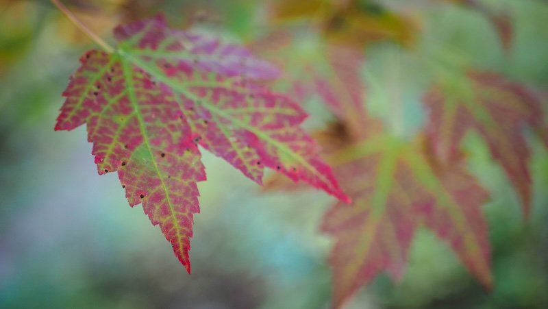 Close-up of vibrant red and green maple leaves signaling the start of autumn in Sutton, Quebec’s Eastern Townships, with a soft blurred forest backdrop
