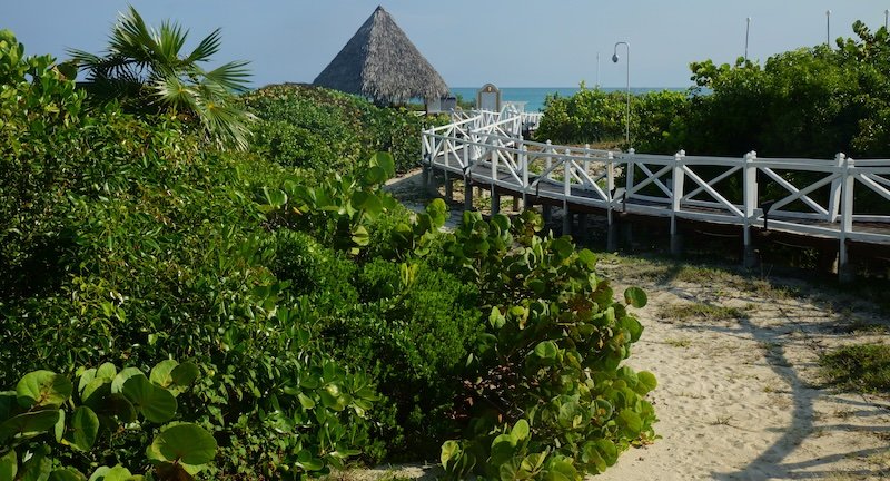 A wooden boardwalk lined with white railings winds through lush tropical greenery toward a thatched palapa hut by the turquoise sea at a beachfront resort in Cayo Santa María, Cuba, offering a serene and romantic honeymoon setting