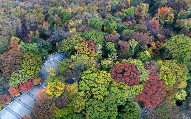 Beautiful colourful autumn foliage from a vantage point in N Seoul Tower views of trees 