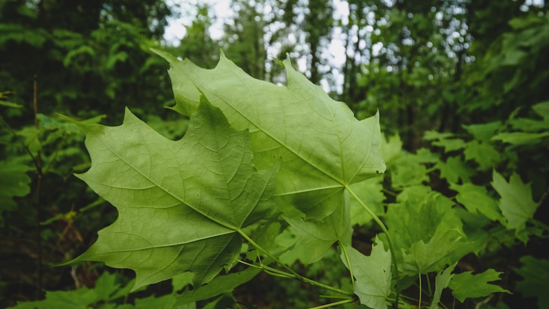 Beautiful foliage and macro details hiking in Ontario off-grid 