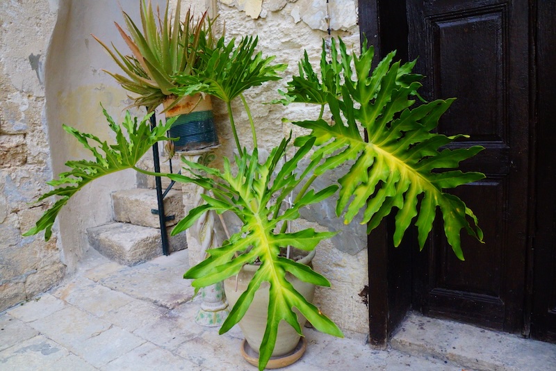 Beautiful green plants on display in Nazareth, Israel Beautiful green plants on display in Nazareth, Israel