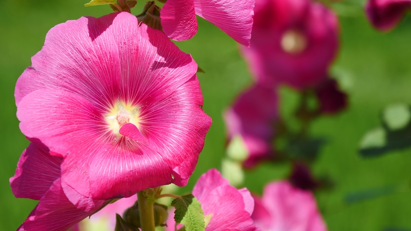 Beautiful pink flowers macro details in Shirakawa village in Japan Beautiful pink flowers macro details in Shirakawa village in Japan
