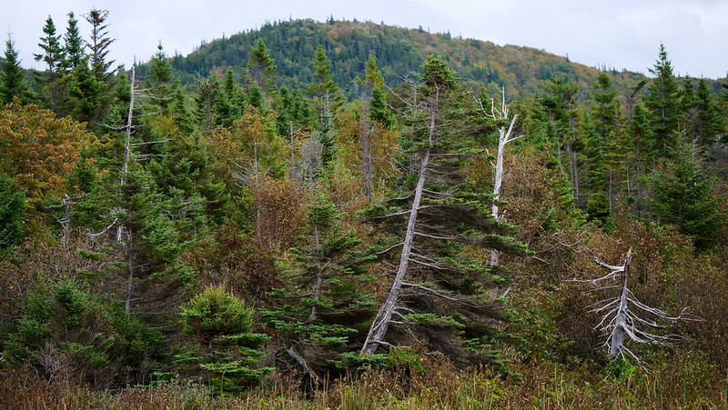 Beautiful views along the Celtic Shores Coastal Trail with dense forest views visiting Cape Breton, Nova Scotia 
