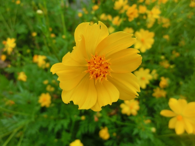 Beautiful yellow flower at Tra Que Herb, Vietnam 