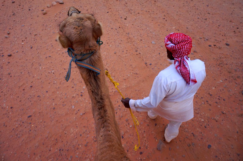 Bedouin guide leading a camel through the red desert sands of Wadi Rum, Jordan from the vantage point of riding on top of the camel 