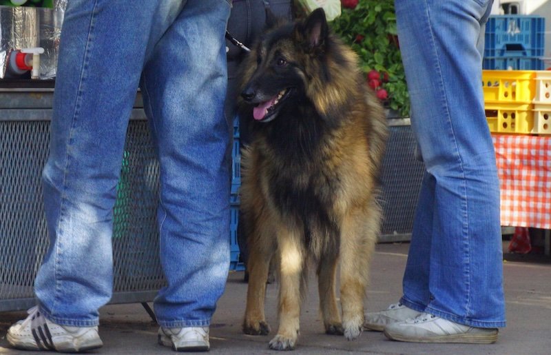 Fluffy Belgian Tervuren dog standing between two people wearing jeans at an outdoor market stall in Prague, Czech Republic