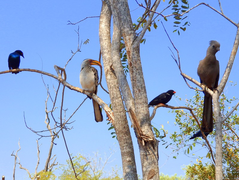 Best time to go on safari to spot a diverse range of birds all at once