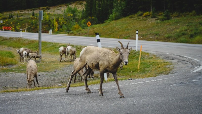 A herd of Bighorn sheep grazing and crossing a mountain highway in the Canadian Rockies, highlighting the region’s abundant roadside wildlife sightings during our road trip
