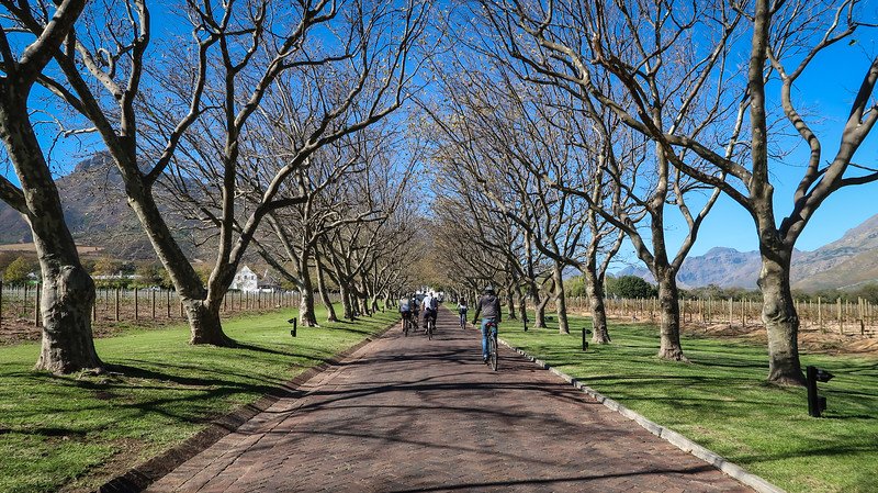 Biking to Lanzerac Wine Estate on our bike tour in South Africa visiting scenic places in and around Stellenbosch 