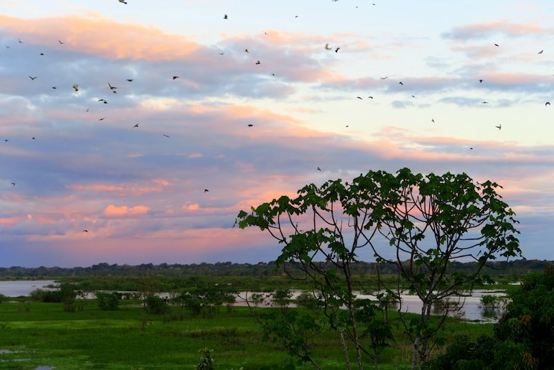Birds flapping around in the sky in Iquitos, Peru 