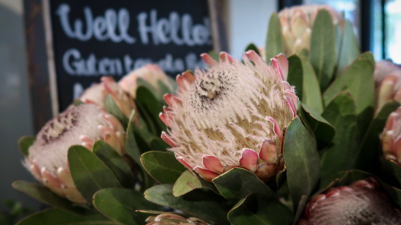 Blooms at De Warenmarkt macro details in Stellenbosch, South Africa 