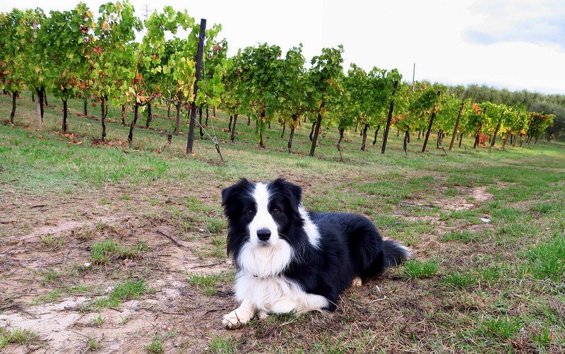 Friendly black and white border collie resting beside vineyard rows in Emilia-Romagna, Italy, capturing the charm of countryside travel, where meeting farm dogs adds warmth and authenticity to the region’s food and wine experiences for visitors