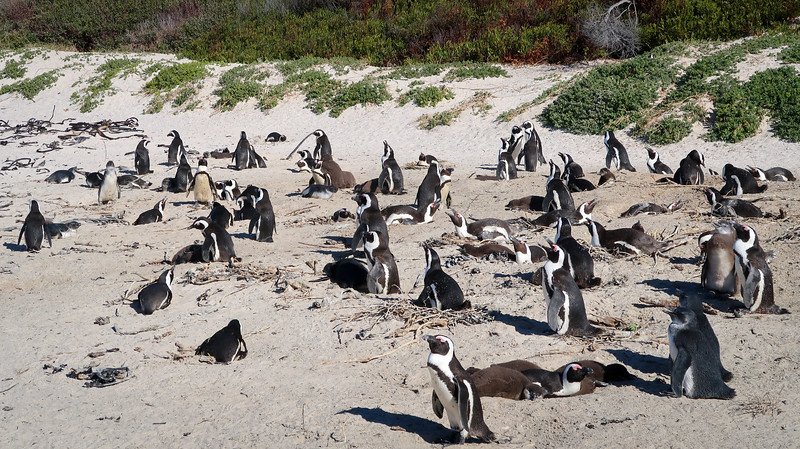 A large colony of African penguins resting, nesting, and socializing on the sandy shores of Boulders Beach near Simon’s Town, South Africa, surrounded by coastal vegetation on a sunny day during a Cape Peninsula sidecar tour to Cape of Good Hope
