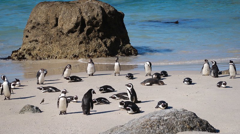 A lively group of African penguins relaxing and waddling along the soft white sand of Boulders Beach in Simon’s Town, South Africa, with turquoise waters and large boulders in the background on a sunny day during a Cape Peninsula sidecar tour