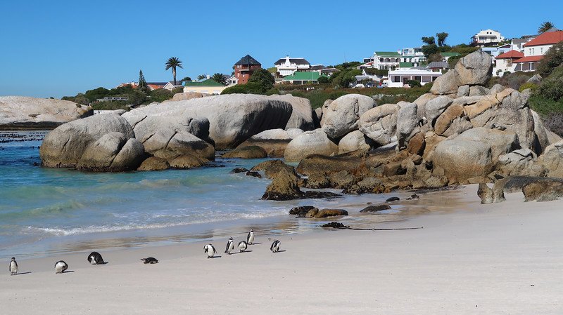 African penguins waddling along the soft white sand of Boulders Beach near Simon’s Town, South Africa, surrounded by smooth granite boulders and turquoise water, captured on a sunny day during a Cape Peninsula sidecar tour to Cape of Good Hope