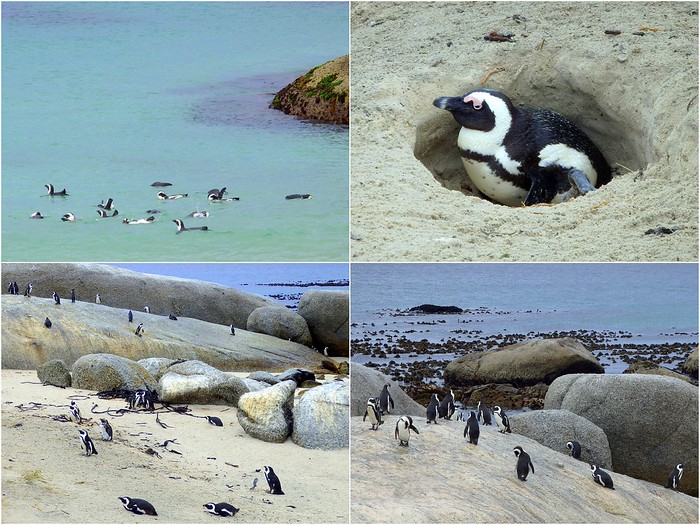 Boulders Beach, Cape Town with an impressive penguin colony in this collage showcasing them doing just about everything! 