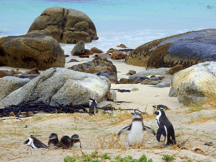 Boulders Beach just outside of Cape Town in South Africa with many penguins! 