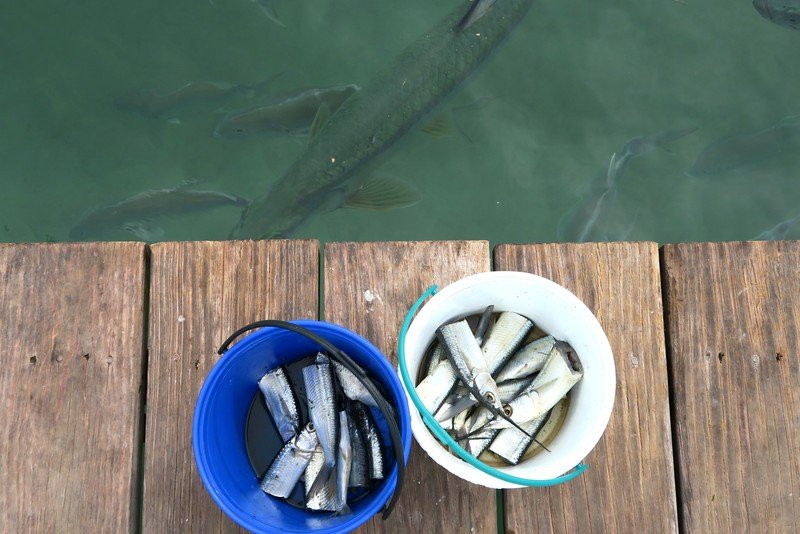 Buying fish at Robbie's Marina for the feeding stored in blue and white buckets on the Florida Keys 