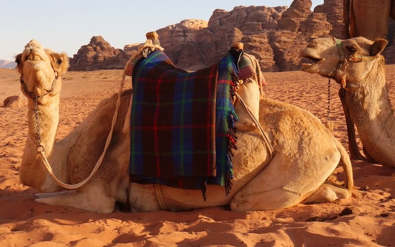 Camel sitting down ready for a ride and to carry our luggage and gear in Wadi Rum, Jordan Camel sitting down ready for a ride and to carry our luggage and gear in Wadi Rum, Jordan