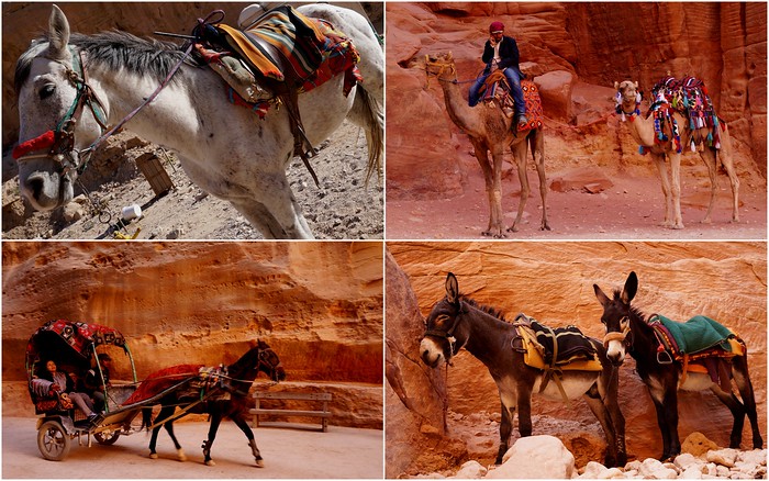 Camels, horses and donkeys. Various forms of transportation in Petra. You can get whisked around by four legged creatures and save your own legs in Jordan