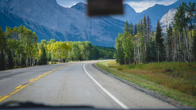 Scenic winding highway lined with aspen and pine trees leading toward towering rocky mountains during our Canadian Rockies road trip, where we spotted wildlife like Bighorn sheep along the way