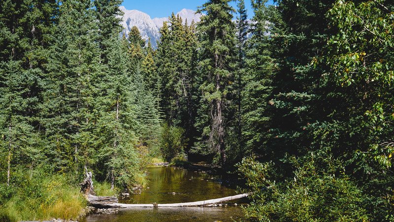 Tranquil forest creek surrounded by dense evergreens with distant rocky peaks peeking above the treetops, captured while hiking in Canmore during our Canadian Rockies road trip adventure