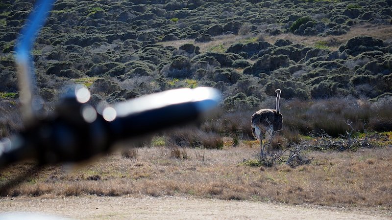 A wild ostrich walking through the grassy landscape of the Cape Peninsula, photographed from a vintage motorcycle and sidecar during a scenic sidecar tour from Cape Town to the Cape of Good Hope, with the bike’s handlebars blurred in the foreground