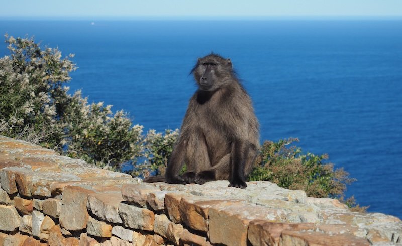 A baboon sits calmly on a stone wall overlooking the deep blue waters of the Cape Peninsula in South Africa, one of the memorable wildlife encounters during the Cape Peninsula Sidecar Tour from Cape Town to the Cape of Good Hope