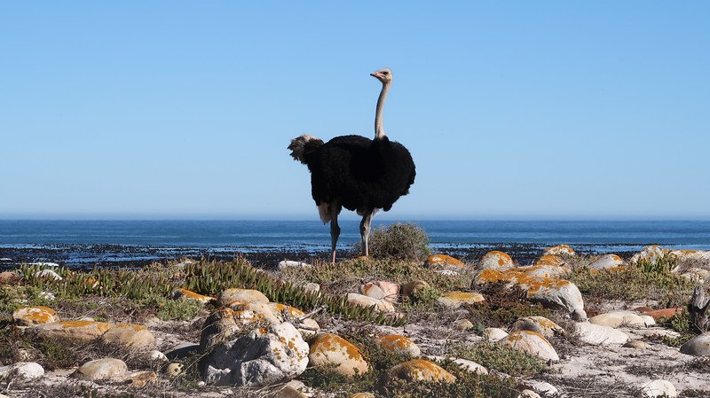A wild ostrich standing proudly on a rocky coastal landscape covered with low vegetation, overlooking the Atlantic Ocean on the Cape Peninsula in South Africa, spotted during a scenic sidecar tour to the Cape of Good Hope under clear blue skies