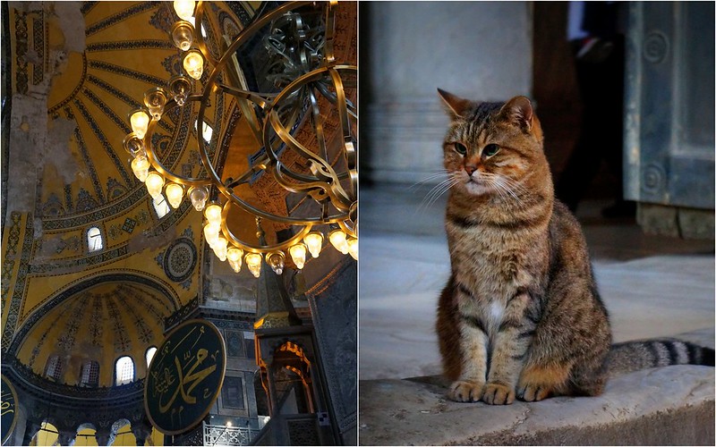 Cat and beautiful architecture in Istanbul, Turkey go hand in hand as you find these felines at the most famous landmarks in the city Cat and beautiful architecture in Istanbul, Turkey go hand in hand as you find these felines at the most famous landmarks in the city