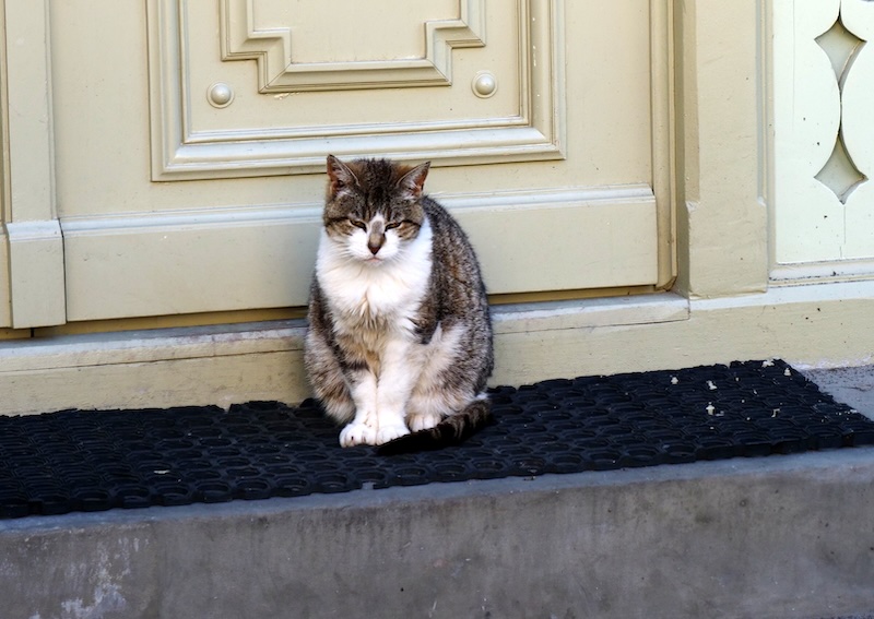Cat by a door in Sopot, Poland