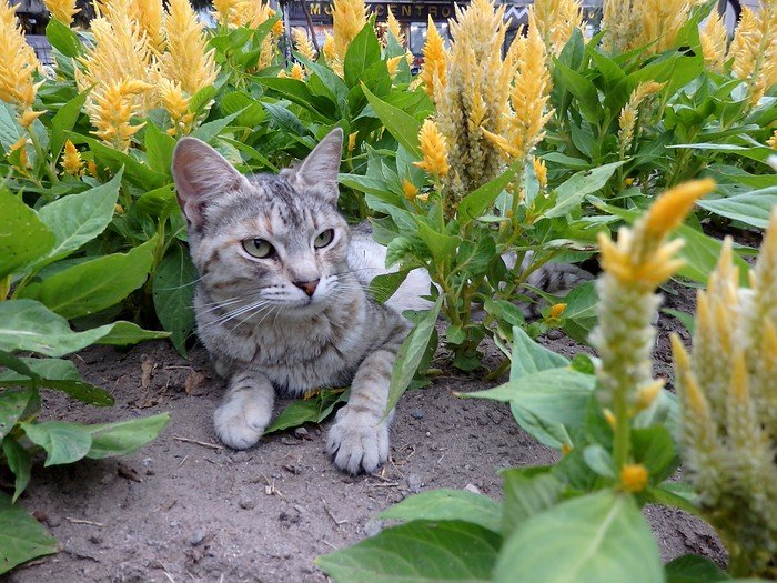 Cats at Parque Kennedy in Lima, Peru are so cute and friendly greeting visitors from all over the world as well as locals