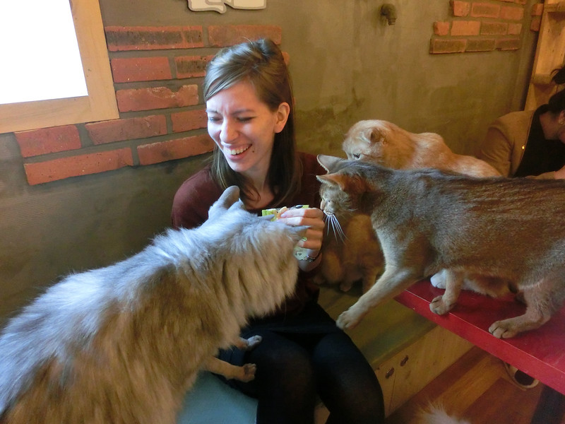Cats at the cat cafe clawing That Backpacker whilst she laughs as they are waiting to be fed in Seoul, Korea