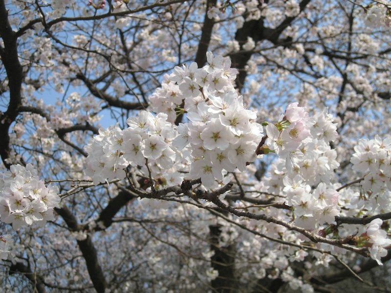 Cherry blossoms in Daejeon as a bucket list time of year to visit South Korea 