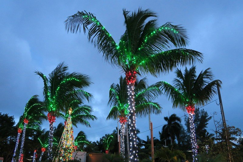Christmas lights in Key West with palms trees all lit up and festive for the occasion 