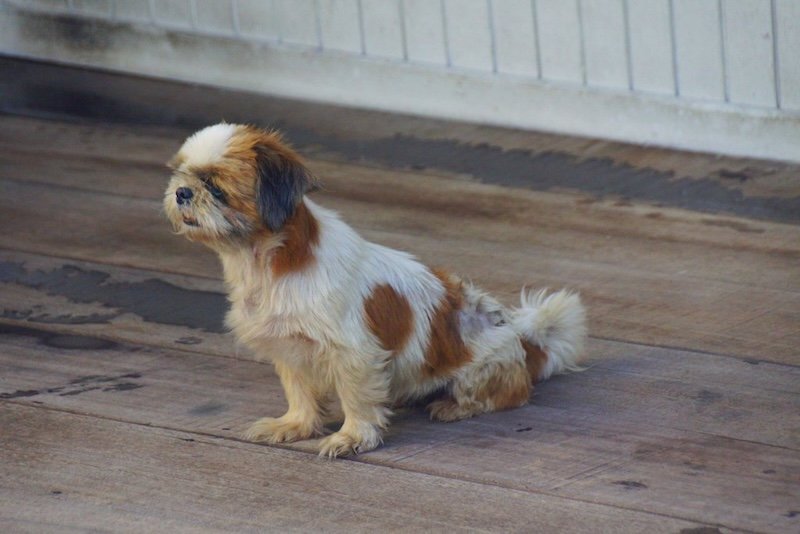 Small brown and white dog sitting on the wooden boardwalk of the Clan Jetties in Georgetown, Penang, Malaysia, capturing local life and atmosphere