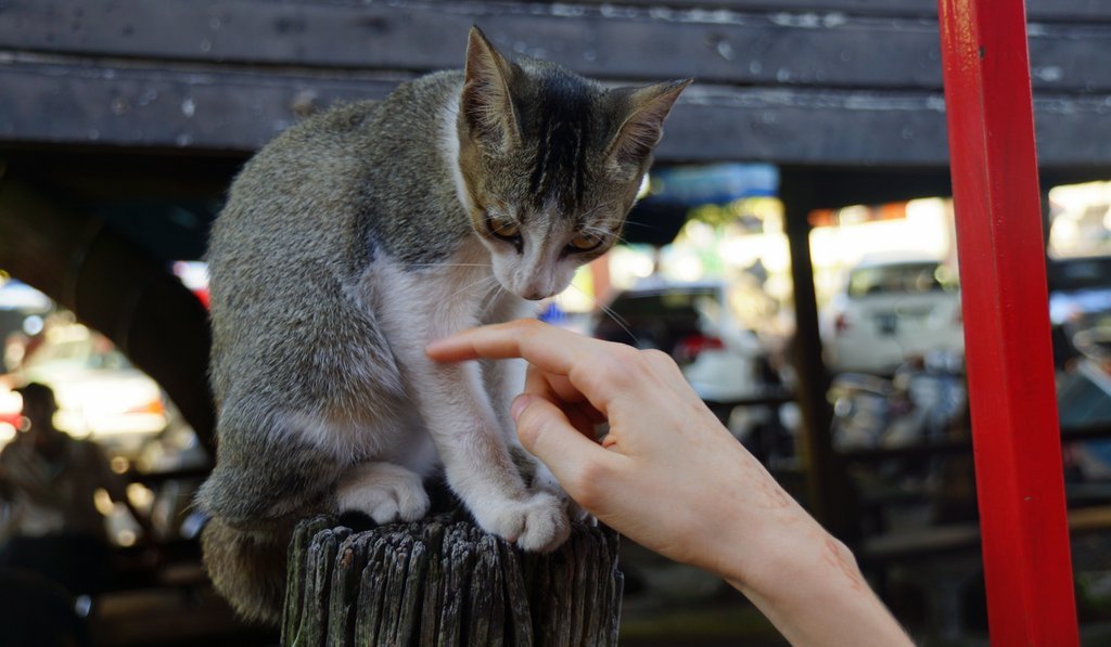 Friendly kitten perched on a wooden post at the Clan Jetties in Georgetown, Penang, Malaysia, interacting with a visitor’s hand.