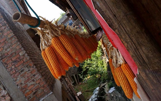 Corn drying in the sun on a rack in China in a rural town