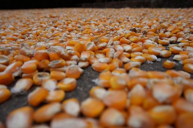 Corn kernels drying in the sun while visiting China macro details from ground level 