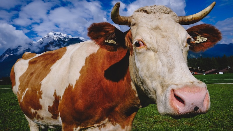 Cow close up during Austrian cow parade Cow close up during Austrian cow parade