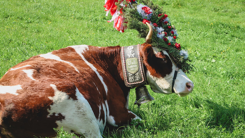 Cow wearing headdress made of pine and paper flowers chilling out on the grass in the Austrian Alps 