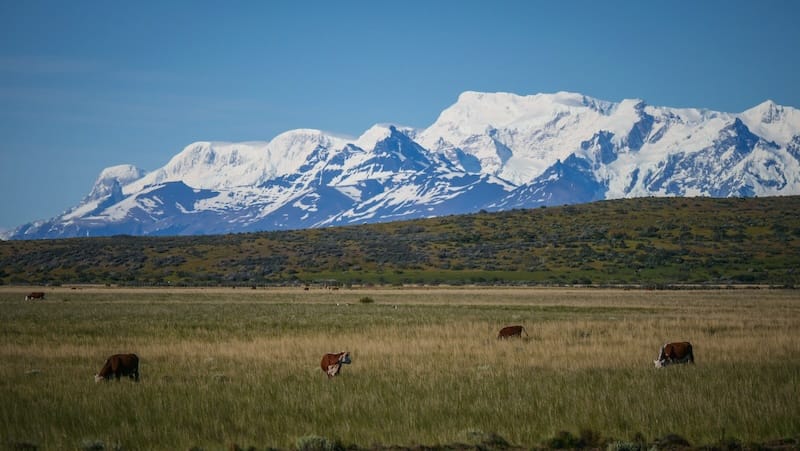 Cows grazing with epic snow-capped mountain views during a bus ride in South America 