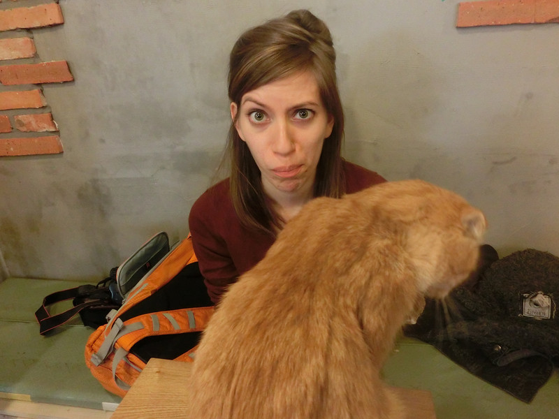 Crazy Cat Lady: Visiting a Cat Cafe in the Neighbourhood of Hongdae, Seoul, Korea