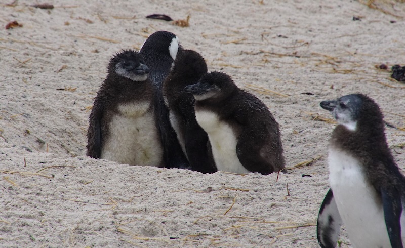 Cute baby penguins all huddled together at the Cape of Good Hope tour in South Africa Cute baby penguins all huddled together at the Cape of Good Hope tour in South Africa