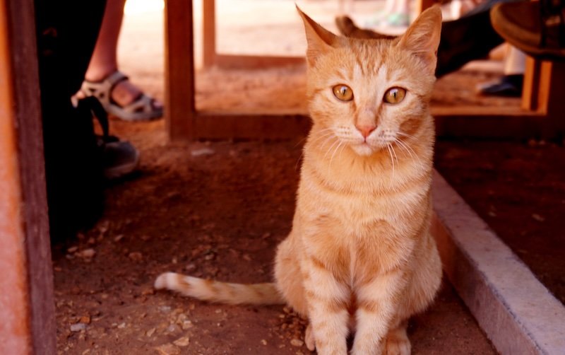 Cute cat spotted whilst visiting Petra, Jordan Cute cat spotted whilst visiting Petra, Jordan