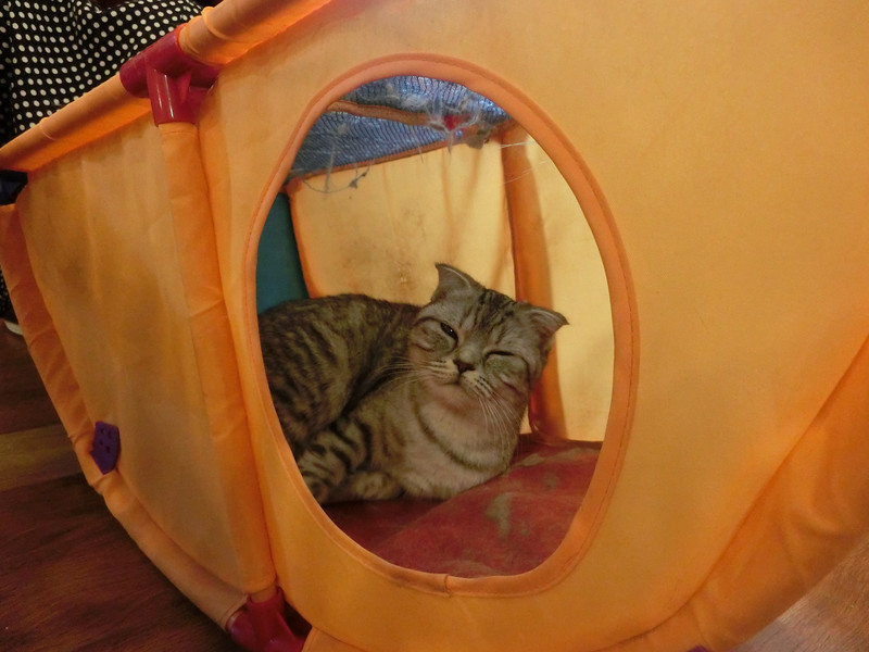 Cute cat waking up from nap at the cat cafe in Seoul, South Korea