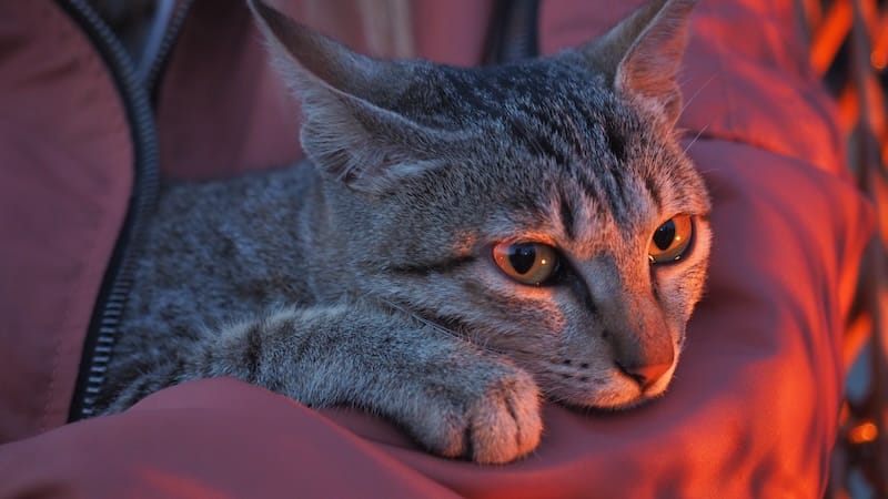 Cute cat with beautiful eyes being held by That Backpacker Audrey Bergner in Pokhara, Nepal 