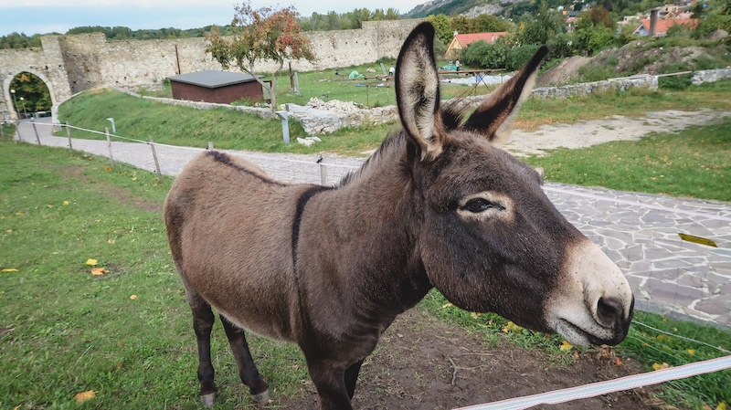 Cute donkey just outside of Devin Castle in Bratislava, Slovakia Cute donkey just outside of Devin Castle in Bratislava, Slovakia
