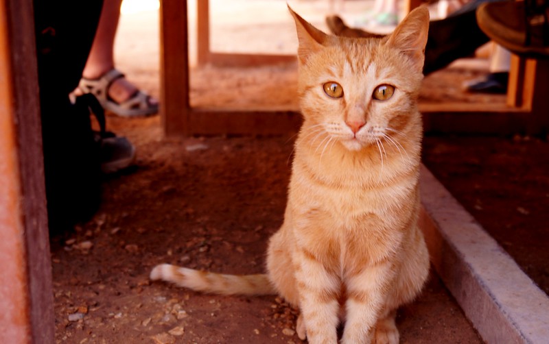 Cute kitten with an orange and white coat in Petra, Jordan posing for the camera with big beautiful and innocent eyes 