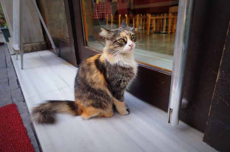 Cute multi colour cat we encountered on the streets of Istanbul, Turkey with a fun and quirky personality and beautiful coat of hair